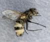 Pollenia sp.